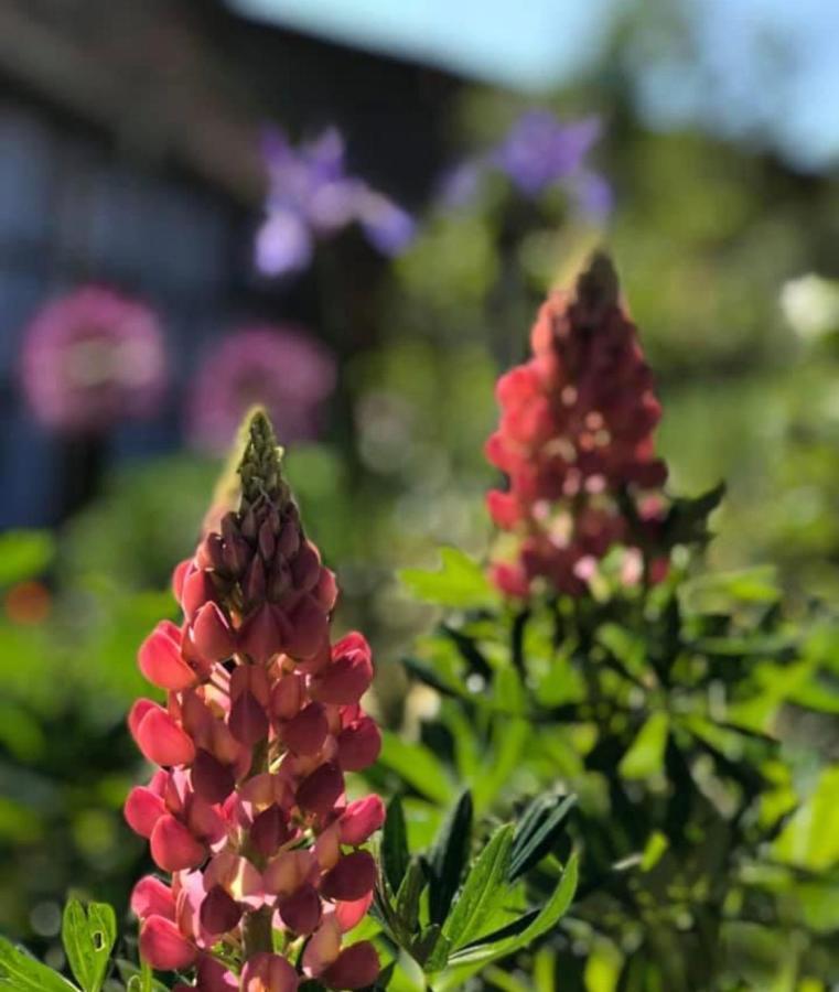 Le Clos Bleu - Gite Rural Schillersdorf エクステリア 写真